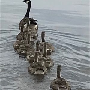 Meet your Posher, Suzanne